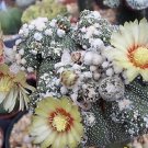 Hot Astrophytum Asterias Kabuto Montrose Rare Japan Cultivar Cactus Seed 20 Seeds
