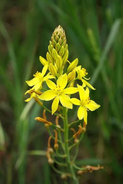 Hot Bulbine Alooides @@ Bulb Plant Exotic Cacti Rare Succulents Cactus Seed 50 Seeds