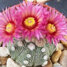 Hot Astrophytum Super Kabuto Red Flower Cacti Exotic Rare Color Cactus Seed 20 Seeds