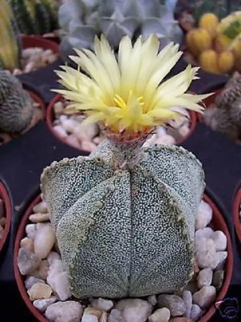 Hot Astrophytum Cohauilense Rare Hybrid Japanese Cactus Flower Cacti Seed 50 Seeds
