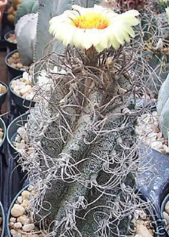 Hot Astrophytum Capricorne Exotic Cacti Desert Plant Japan Rare Cactus Seed 50 Seeds