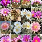 Hot Ariocarpus Variety Mix, Living Rock Stone Plant Rare Cactus Seed Cacti 10 Seeds