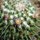Hot Mammillaria Nejapensis Flowering Cacti Rare Globular Spiny Cactus Seed 100 Seeds