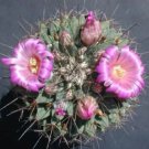 Hot Mammillaria Melanocentra @J@ Exotic Rare Cactus Collectors Cacti Seed 500 Seeds