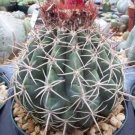 Hot Melocactus Curvispinus @@ Turk'S Cap Flowering Cacti Rare Cactus Seed 100 Seeds