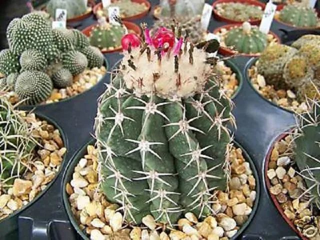 Hot Melocactus Dowsonii Nc Globular Cacti Rare Colectable Cactus Aloe Seed 100 Seeds