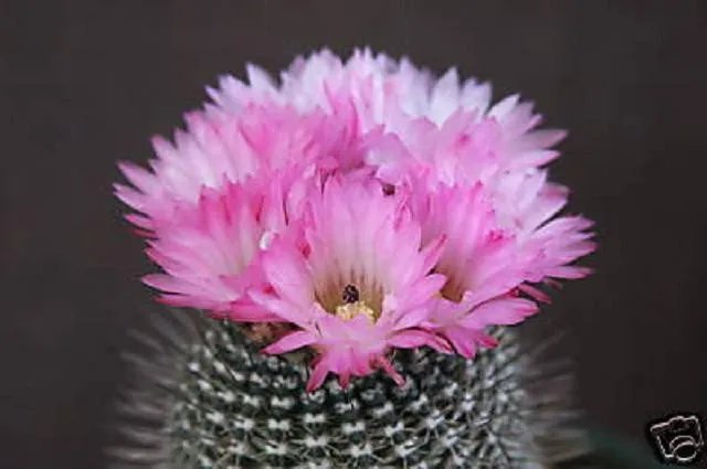Hot Notocactus Rutilans Parodia Rare Exotic Cactus Collection Flower Cacti 150 Seeds