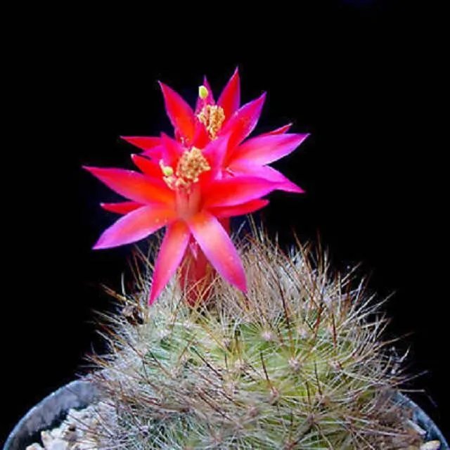 Hot Matucana Haynei Exotic Globular Cacti Rare Flowering Color Cactus Seed 100 Seeds