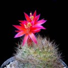 Hot Matucana Haynei Exotic Globular Cacti Rare Flowering Color Cactus Seed 100 Seeds