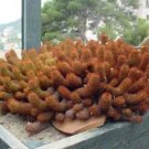 Hot Mammillaria Elongata Cacti Pincushion Globular Spiny Rare Cactus Seed 100 Seeds