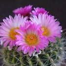 Hot Notocactus Herteri, Parodia Rare Flowering Cactus Flower Lotus Cacti 100 Seeds