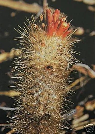 Hot Micranthocereus Densiflorus, Columnar Outdoor Flower Rare Cacti Cactus 100 Seeds