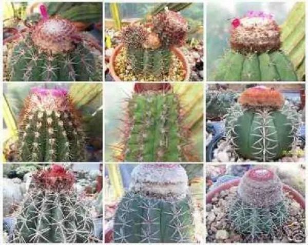 Hot Melocactus Mix Cacti Rare Cactus Seed 150 Seeds