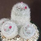 Hot Mammillaria Bocasana Roseiflora Pincushion Rare Flowering Cacti Cactus 100 Seeds