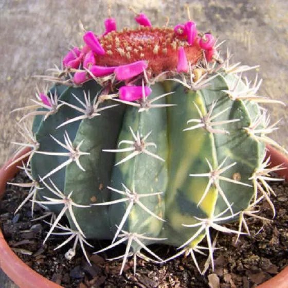 Hot Melocactus Salvadorensis Variegated Exotic Cactus Collection Seed Cacti 50 Seeds