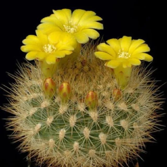 Hot Weingartia Neocumingii, Rare Cactus Rebutia Sulcorebutia Seed Cacti 50 Seeds