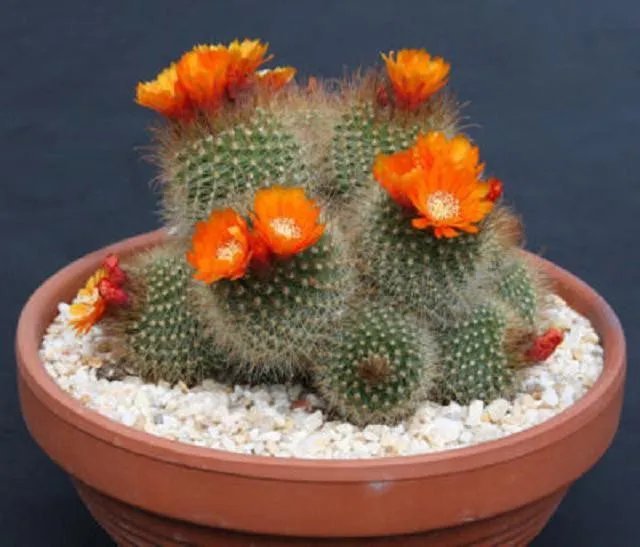 Hot Parodia Microsperma Notocactus Exotic Flowering Cacti Rare Cactus Seed 100 Seeds