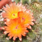 Hot Parodia Horstii Notocactus @J@ Exotic Cacti Rare Flowering Cactus Seed 100 Seeds