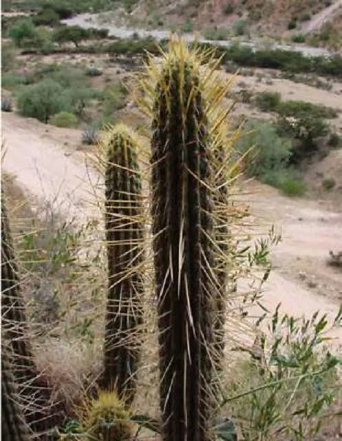 Hot Weberbauerocereus Longicomus Rare Columnar Cactus Collection Aloe Seed 300 Seeds