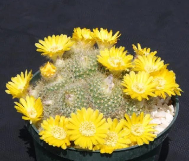 Hot Parodia Aureispina Exotic Yellow Flower Color Cacti Rare Cactus Seed 100 Seeds