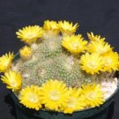 Hot Parodia Aureispina Exotic Yellow Flower Color Cacti Rare Cactus Seed 100 Seeds