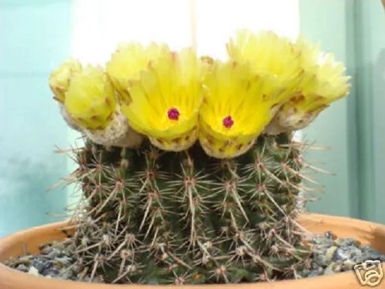 Hot Notocactus Submamulosus @ Parodia Globular Flowering Rare Cactus Seed 100 Seeds