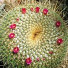 Hot Mammillaria Neopotosina Exotic Pincushion Flowering Cacti Rare Cactus 100 Seeds