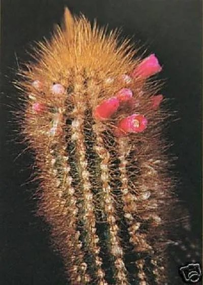Hot Micranthocereus Auriazureus, Rare Columnar Flowering Cacti Cactus Seed 100 Seeds