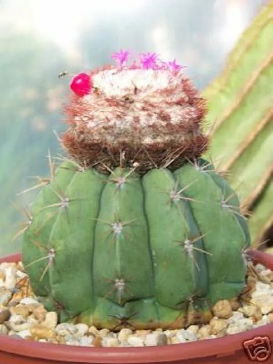 Hot Melocactus Ssp Caesius Cacti Rare Cactus Seed 100 Seeds