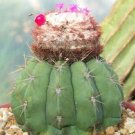 Hot Melocactus Ssp Caesius Cacti Rare Cactus Seed 100 Seeds