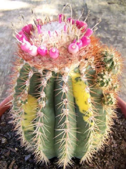 Hot Melocactus Broadwayi Variegated Exotic Rare Color Cacti Seed Cactus 50 Seeds