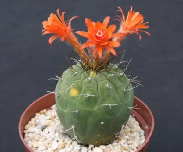 Hot Matucana Madissoniorun Red @J@ Exotic Flowering Cacti Rare Cactus Seed 50 Seeds