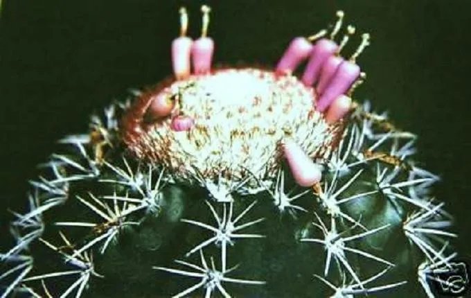 Hot Melocactus Violaceus, Cacti Rare Cactus Seed 100 Seeds