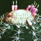Hot Melocactus Violaceus, Cacti Rare Cactus Seed 100 Seeds