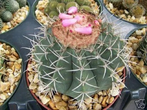 Hot Melocactus Concinnus, Exotic Flowering Globular Cacti Rare Cactus Seed 100 Seeds