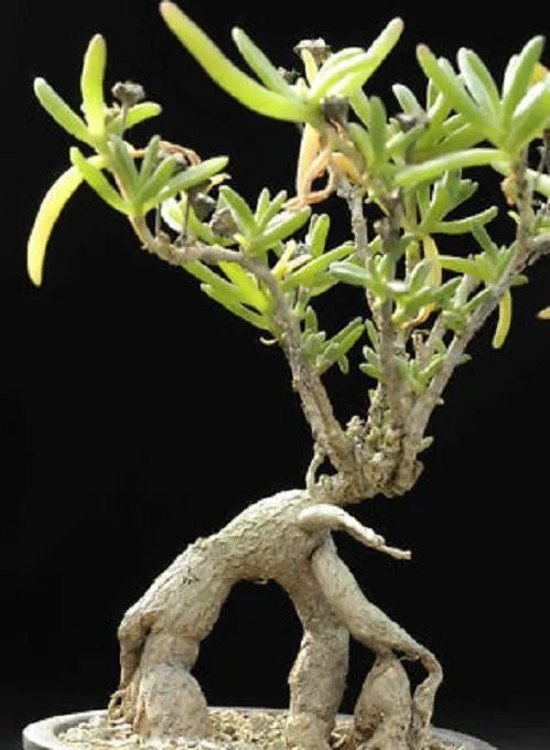Hot Mestoklema Macrorrhizum Rare Mesemb Cacti Seed 50 Seeds