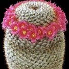 Hot Mammillaria Elegans Exotic Pincushion Flowering Cacti Rare Cactus Seed 100 Seeds