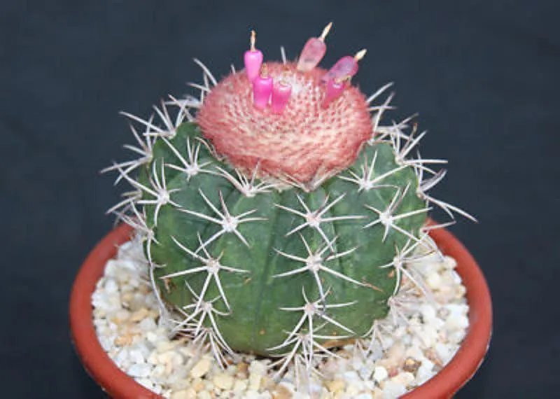 Hot Melocactus Peruvianus Minima @@ Exotic Globular Cacti Rare Cactus Seed 100 Seeds