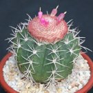 Hot Melocactus Peruvianus Minima @@ Exotic Globular Cacti Rare Cactus Seed 100 Seeds