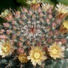 Hot Mammillaria Uncinata, Exotic Flowering Cacti Rare Globular Cactus Seed 100 Seeds