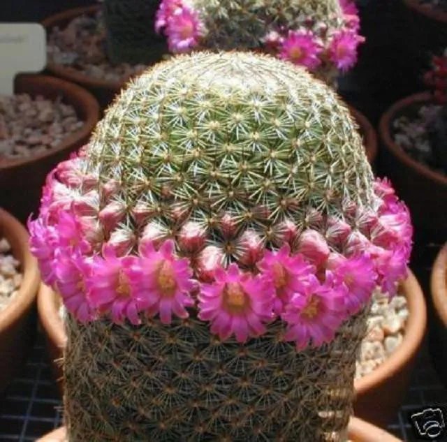 Hot Mammillaria Matudae, Rare Globular Cacti Pincushion Cactus Spines Seed 500 Seeds