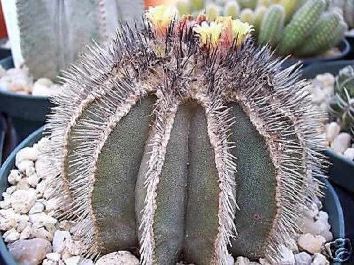 Hot Uebelmania Pectinifera, Rare Cactus Cacti Seed 10 Seeds