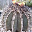 Hot Uebelmania Pectinifera, Rare Cactus Cacti Seed 10 Seeds