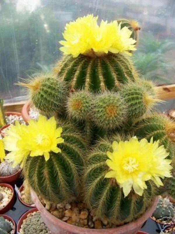 Hot Parodia Warasii, Exotic Flowering Cacti Rare Flower Cactus Notocactus 100 Seeds