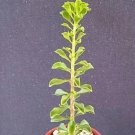 Hot Pereskia Portulacifolia @ Rare Cacti Plant Natural Bonsai Caudex Cactus Aloe 4""