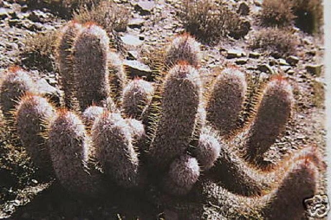 Hot Oreocereus Trollii Rare Cacti Trolli Old Man Andes Outdoor Cactus Seed 100 Seeds