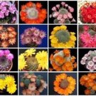 Hot Rebutia Variety Mix Exotic Flowering Color Cacti Rare Cactus Aloe Seed 100 Seeds