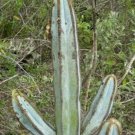 Hot Pilosocereus Fulvilanatus Exotic Rare Columnar Cacti Tall Cactus Seed 300 Seeds