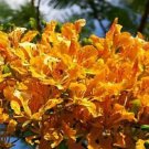 Hot Yellow Flamboyan Royal Poinciana Delonix Regia Bonsai Tree Exotic Seed 50 Seeds