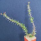 Hot Euphorbia Guillemetii Hybrid Rare Succulent Plant 2""Pot